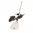 Bílá růže s okem