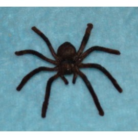 Tarantule velká