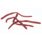 Žížaly na blistru